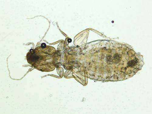Liposcelis sp.